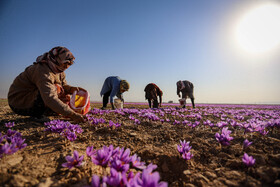 برداشت زعفران - فاروج