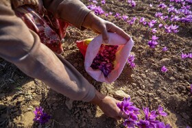 برداشت زعفران - فاروج