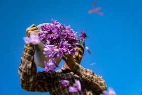 برداشت زعفران - فاروج