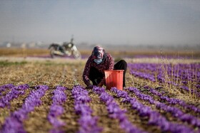 برداشت زعفران - فاروج