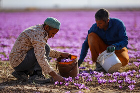برداشت زعفران - فاروج