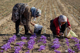 برداشت زعفران - فاروج