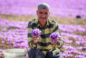 برداشت زعفران - فاروج