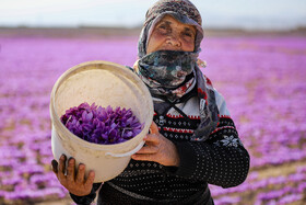 برداشت زعفران - فاروج