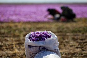 برداشت زعفران - فاروج