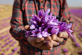 برداشت زعفران - فاروج