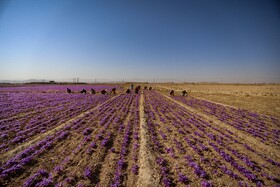 برداشت زعفران - فاروج