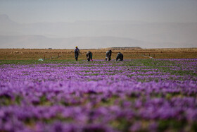 برداشت زعفران - فاروج