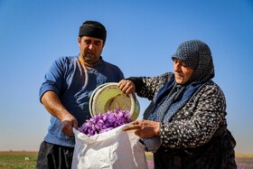 برداشت زعفران - فاروج