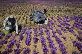 برداشت زعفران - فاروج