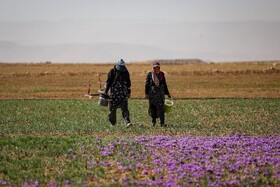 برداشت زعفران - فاروج