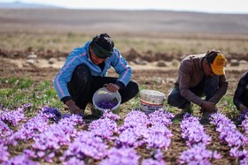 برداشت زعفران - فاروج