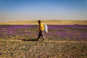 برداشت زعفران - فاروج