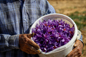 برداشت زعفران - فاروج