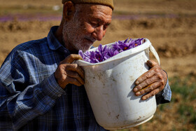 برداشت زعفران - فاروج