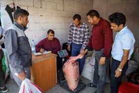 برداشت زعفران - فاروج