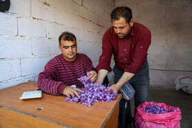 برداشت زعفران - فاروج