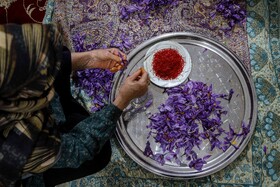 برداشت زعفران - فاروج