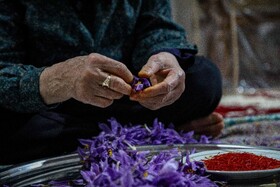 برداشت زعفران - فاروج