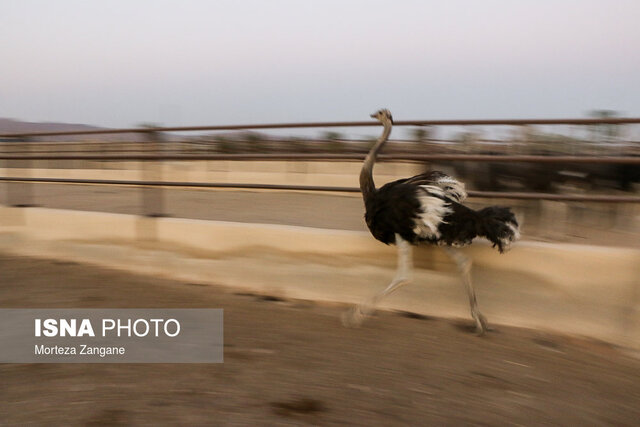 گوشتی لذیذ با خواص بسیار اما ناشناخته!