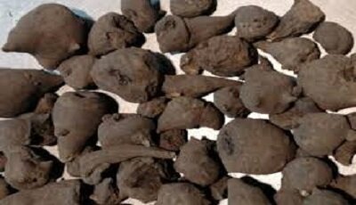 هشدار درباره عرضه گیاه «جدوار» در عطاری‌ها