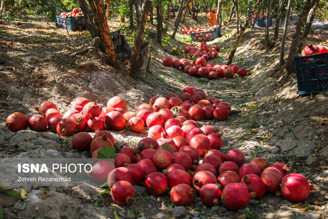 ۱۰ ایده فناورانه برتر ملی برای تحول زنجیره ارزش انار معرفی شد
