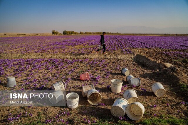آینده زعفران خراسان؛ از چالشهای موجود تا چشماندازهای روشن
