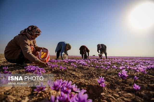 رئیس مرکز تحقیقات کشاورزی ایلام: برداشت زعفران در ایستگاه تحقیقاتی چرداول آغاز شد