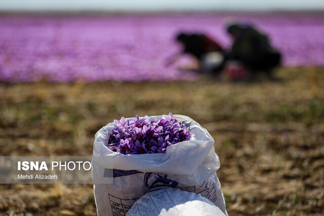 آینده زعفران خراسان؛ از چالش‌های موجود تا چشم‌اندازهای روشن