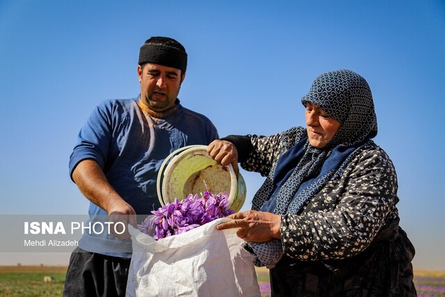 زعفران وامنان؛ طلای سرخ کشاورزی پایدار در گلستان