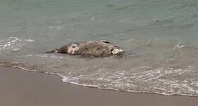 کشف لاشه بیش از ۱۰۰ «فُک خزری» در امتداد ساحل قزاقستان+فیلم