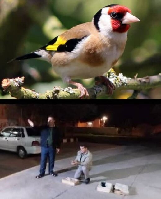 رئیس اداره حفاظت محیط زیست بیله سوار خبر داد: کشف و ضبط و رهاسازی ۱۴۶ بال سهره طلایی از متخلف زنده‌گیری پرندگان در بیله‌سوار