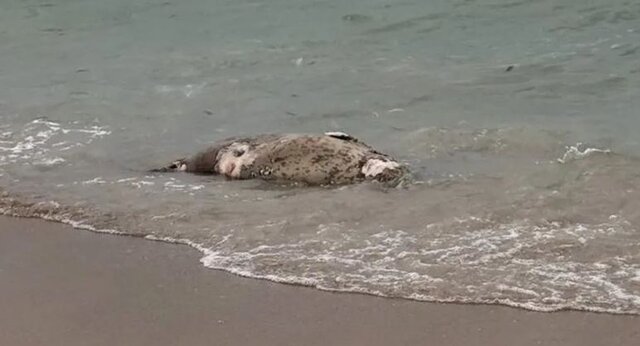 کشف لاشه بیش از ۱۰۰ «فُک خزری» در امتداد ساحل قزاقستان+فیلم