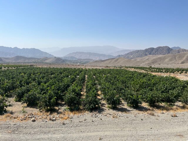 کشت متراکم، راهکار جدید کاهش اثرات تغییرات اقلیمی در باغبانی جنوب کرمان