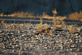 پاییز خشک در طولانی ترین رودخانه شمال غرب