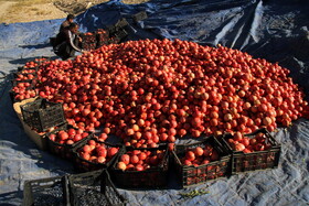 پاییز سرخ لرستان در انارستان زیر تنگ سیاب - کوهدشت