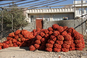 پاییز سرخ لرستان در انارستان زیر تنگ سیاب - کوهدشت