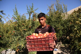 پاییز سرخ لرستان در انارستان زیر تنگ سیاب - کوهدشت