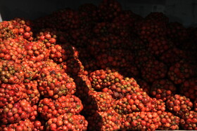 پاییز سرخ لرستان در انارستان زیر تنگ سیاب - کوهدشت