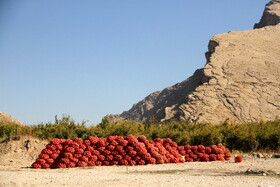 پاییز سرخ لرستان در انارستان زیر تنگ سیاب - کوهدشت