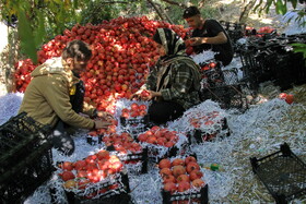 پاییز سرخ لرستان در انارستان زیر تنگ سیاب - کوهدشت