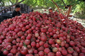 پاییز سرخ لرستان در انارستان زیر تنگ سیاب - کوهدشت