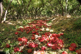 پاییز سرخ لرستان در انارستان زیر تنگ سیاب - کوهدشت