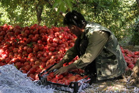 پاییز سرخ لرستان در انارستان زیر تنگ سیاب - کوهدشت