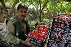 پاییز سرخ لرستان در انارستان زیر تنگ سیاب - کوهدشت