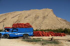 پاییز سرخ لرستان در انارستان زیر تنگ سیاب - کوهدشت