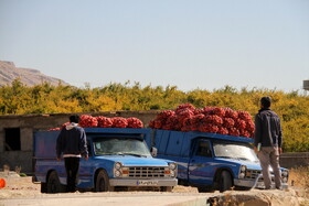 پاییز سرخ لرستان در انارستان زیر تنگ سیاب - کوهدشت