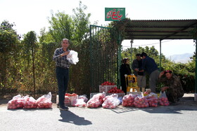 پاییز سرخ لرستان در انارستان زیر تنگ سیاب - کوهدشت