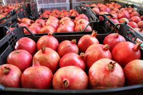 پاییز سرخ لرستان در انارستان زیر تنگ سیاب - کوهدشت