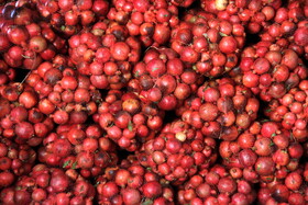 پاییز سرخ لرستان در انارستان زیر تنگ سیاب - کوهدشت